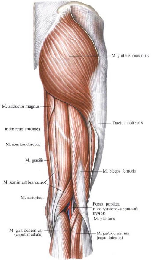 Músculos glúteos (glúteo mayor)