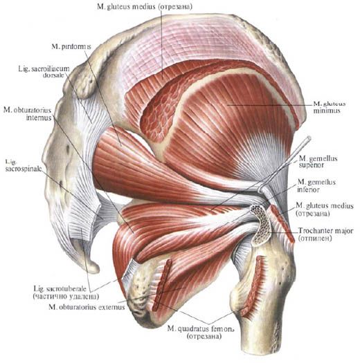 Músculos glúteos (músculo glúteo medial)