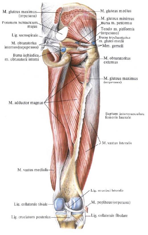 Músculos glúteos (pequeño músculo glúteo)