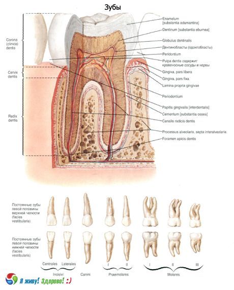 Dientes.  Estructura del diente