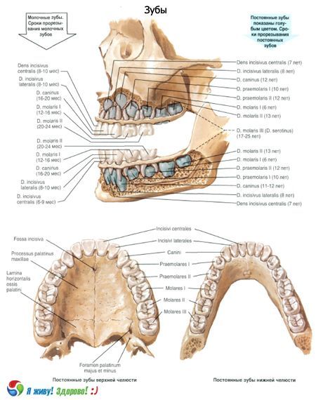 Dientes.  Estructura del diente